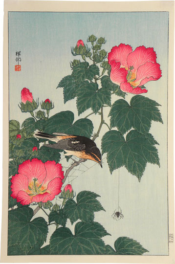 Ohara Koson, Fly-catcher on Rose Mallow Watching Spider